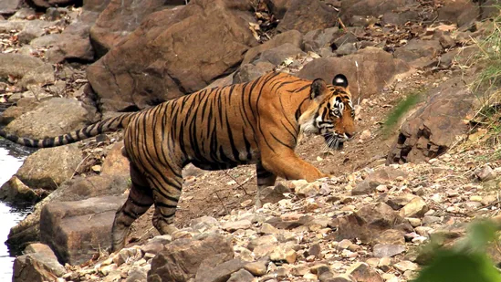 चार महीने में 100 किलोमीटर चला बाघ, भारत से पहुंच गया बांग्लादेश