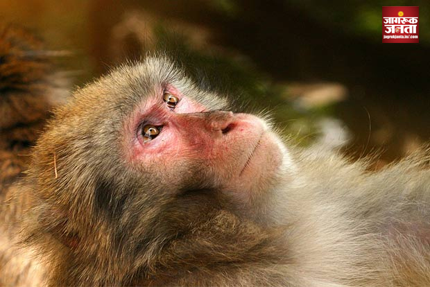 China: Monkey B Virus की दस्‍तक से आफत में चीन, खतरनाक है ये वायरस, बंदरों पर नजर