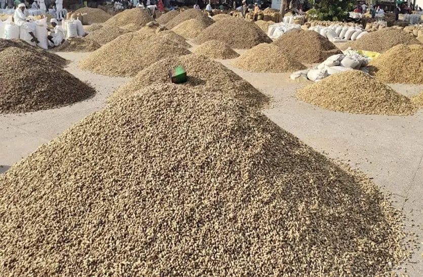 मूंगफली के दाम बाजार में समर्थन मूल्य से ऊपर, किसानों ने सरकारी खरीद से मुंह फेरा