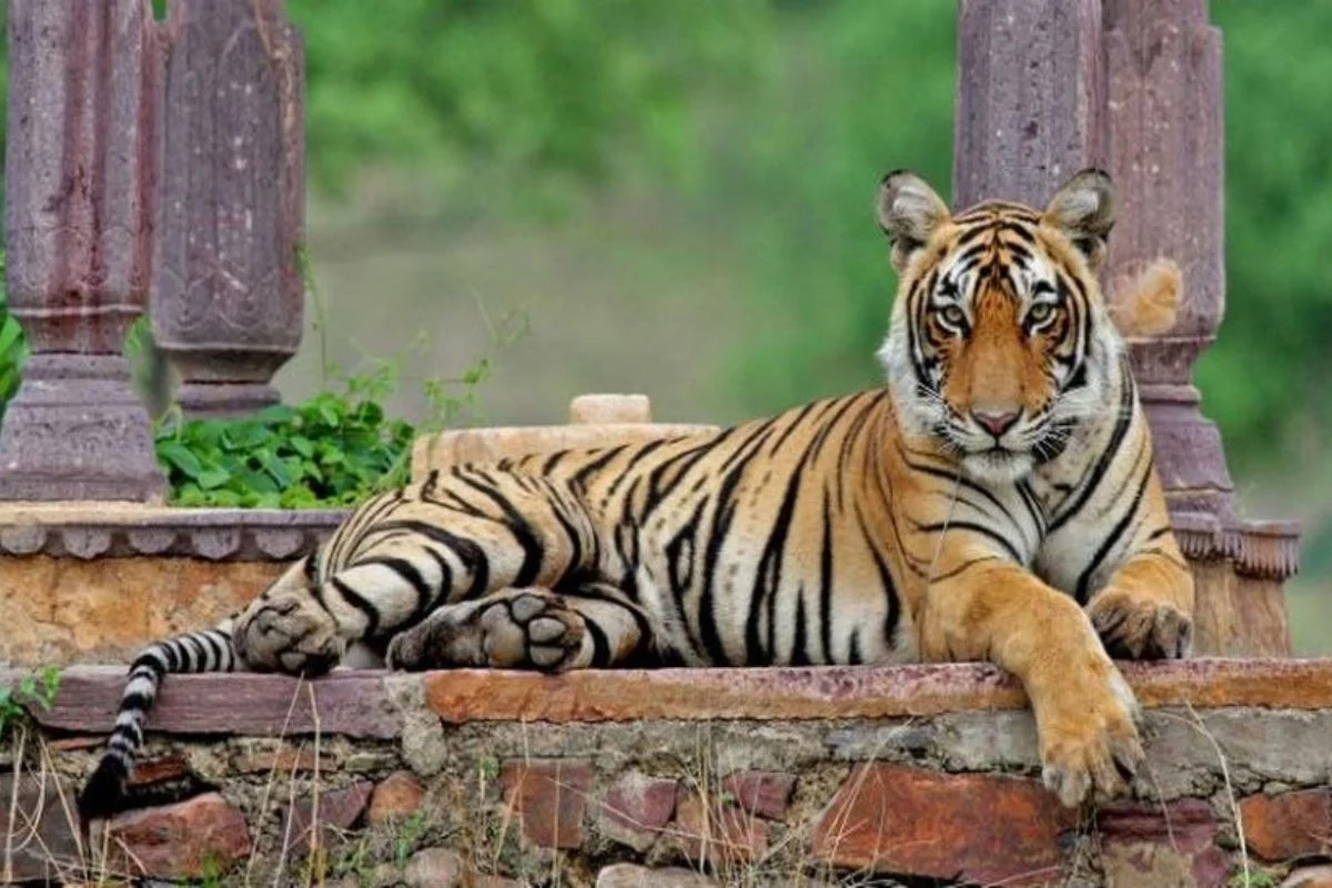कुंभलगढ़ को आबाद करेंगे रणथम्भौर के बाघ-बाघिन !, नए टाइगर रिज़र्व को लेकर आई ये खबर